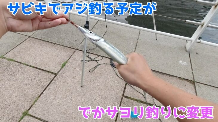 サビキでアジ釣る予定がでかサヨリ釣りに変更