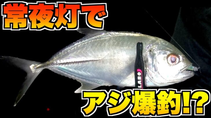 【アジング】夜の常夜灯に集まる魚を釣る！