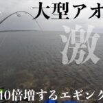 【エギング】大型アオリイカとの激闘！釣果を10倍増させるエギングがこれだ！