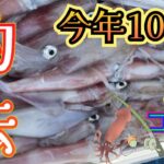 この釣り方が今年100杯釣る方法‼️ケンサキイカで大活躍の釣法はコチラ‼️