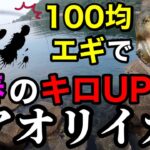 【福井県若狭湾】100均エギでキロUPアオリイカを釣りました(2023年6月上旬)