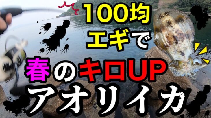 【福井県若狭湾】100均エギでキロUPアオリイカを釣りました(2023年6月上旬)