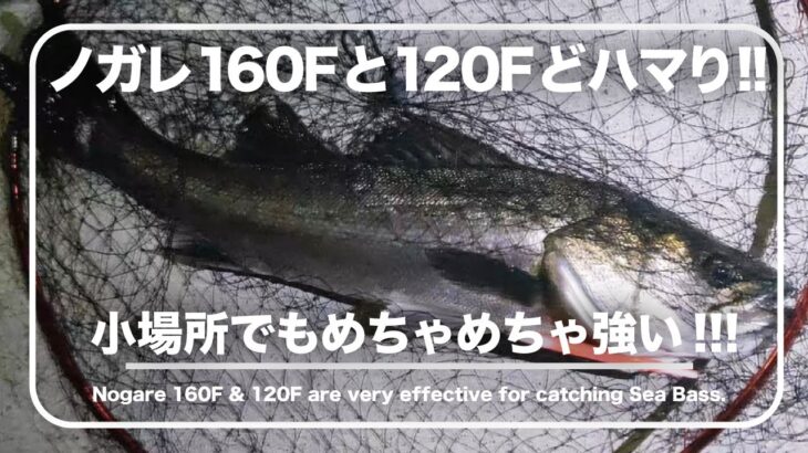 小場所でノガレ120F、160Fがドハマり！　東京湾奥シーバス釣り