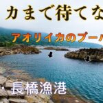 【釣り場動画#130】福井エギング絶好ポイント！車横付けできて磯とつながる長橋漁港はアオリイカが狙える超優良釣り場