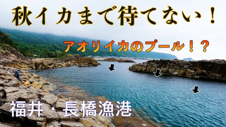 【釣り場動画#130】福井エギング絶好ポイント！車横付けできて磯とつながる長橋漁港はアオリイカが狙える超優良釣り場