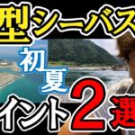 【初夏】ランカーシーバスを獲りにいくポイント2選！　村岡昌憲【切り抜き】