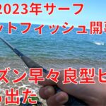 2023年サーフフラットフィッシュ開幕 良型ヒラメと数のマゴチ