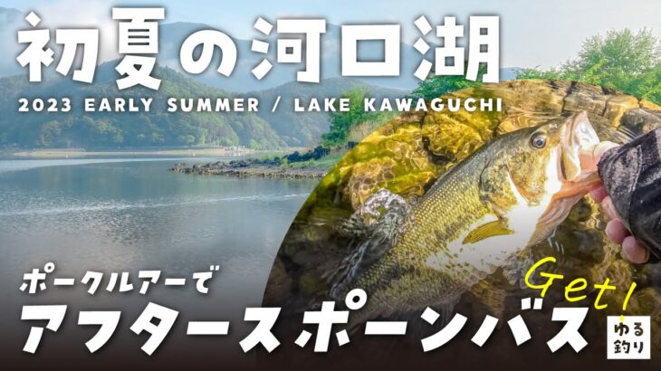【2023年初夏の河口湖オカッパリ】ポークルアーでアフタースポーンバスを釣る！【河口湖バス釣り】