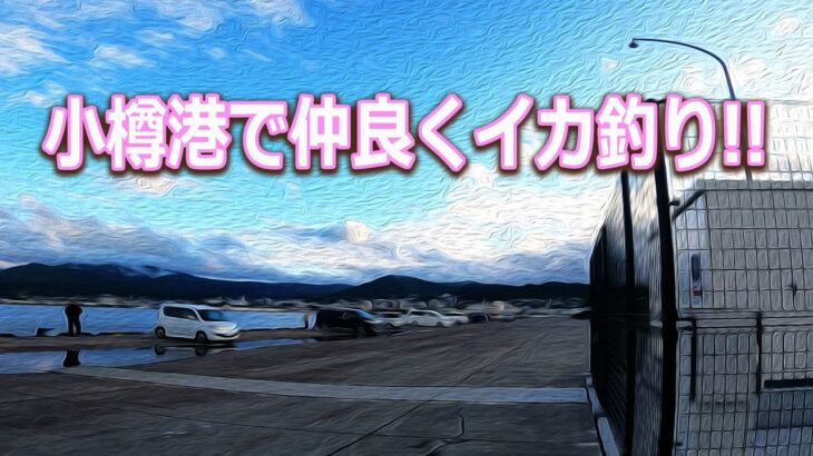 【北海道石狩湾・小樽釣り】小樽港夜釣りで仲良くイカ釣り!!　2023.6.4（ヤリイカ釣り、夜釣り、投光器、シャクリ機、テーラー、エギング）