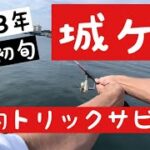 【2023年6月初旬 城ヶ島爆釣サビキ釣り！】#釣り #城ヶ島 #サビキ釣り #城ヶ島釣り