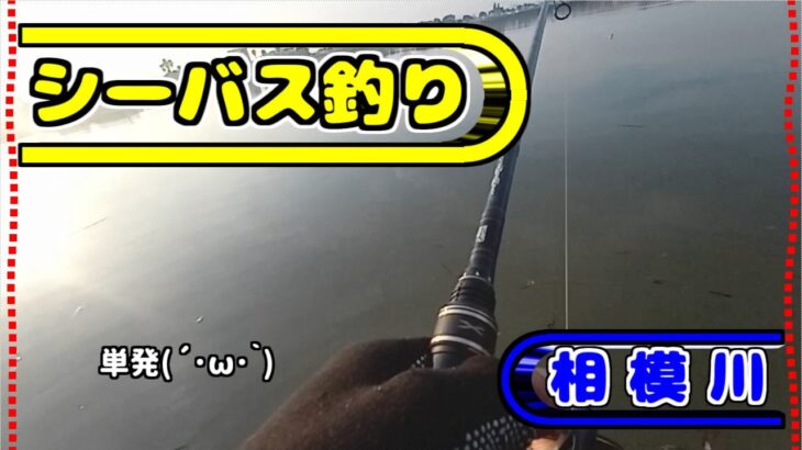 相模川でシーバス釣り【2023年6月】