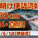 伊勢湾ジギング・タイラバ 2023/6/10 台風明けの伊勢湾好調！久しぶりのブリに大きいヒラメと小さい真鯛が釣れました！　＃伊勢湾ジギング　＃タイラバ　＃伊勢湾