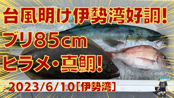 伊勢湾ジギング・タイラバ 2023/6/10 台風明けの伊勢湾好調！久しぶりのブリに大きいヒラメと小さい真鯛が釣れました！　＃伊勢湾ジギング　＃タイラバ　＃伊勢湾