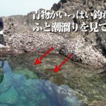 ごく普通の潮溜りでこんな化け物が釣れるとは…回遊魚が大乱舞のライトショアジギング回で色んな事件が起きました。[23エアリティ実釣レビュー]