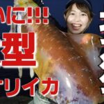 【エギング】3キロの巨大イカ！レッドモンスター捕獲 in屋久島〈前編〉