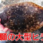 ※釣行シーン無し！投げサビキに魚が掛かって巻いてたらいきなり大物が食ってきた!釣りを始めて4年、ついに念願のヒラメが、座布団サイズか?!