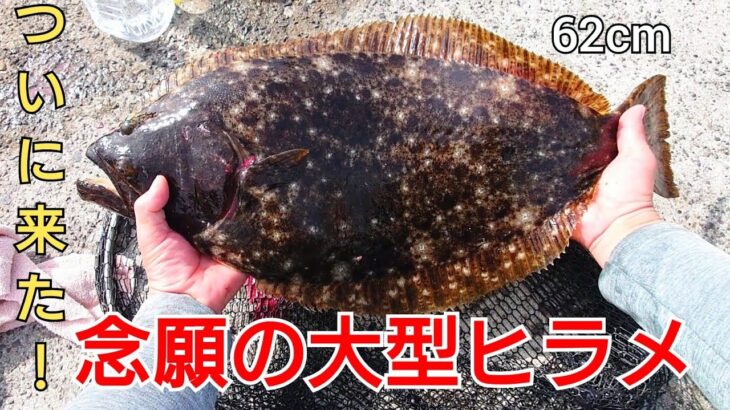 ※釣行シーン無し！投げサビキに魚が掛かって巻いてたらいきなり大物が食ってきた!釣りを始めて4年、ついに念願のヒラメが、座布団サイズか?!