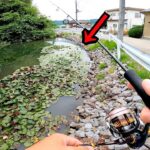 【バス釣り】道路横の小さな野池水路で5分で釣ってすぐ帰る！