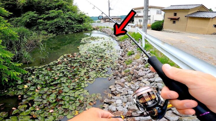 【バス釣り】道路横の小さな野池水路で5分で釣ってすぐ帰る！