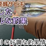 【アジのサビキ釣り】5月のリアル釣果！本格シーズン前に苦戦した記録【茨城釣り】