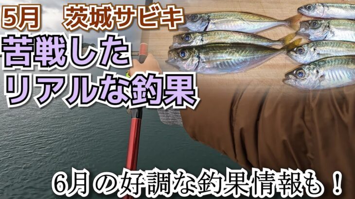 【アジのサビキ釣り】5月のリアル釣果！本格シーズン前に苦戦した記録【茨城釣り】