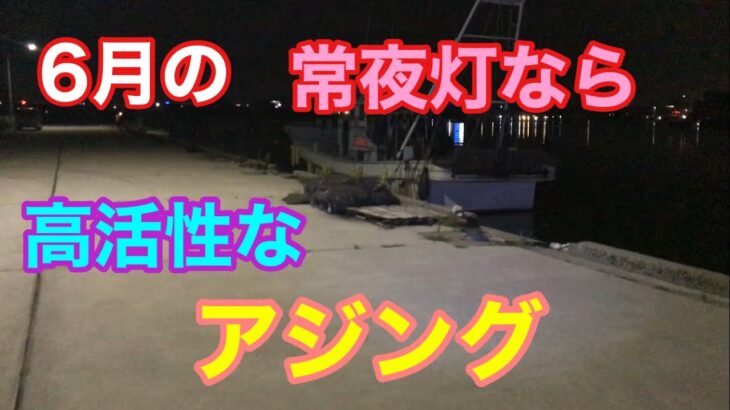 6月の常夜灯なら高活性なアジング 知多半島