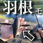 【6月のバス釣り】まずは、”デカダッジ”からスタートしていくと…   羽根モノ　トップウォーター　レイドジャパン　デカダッジ　テキサスリグ　エグチャンク　ベイトタックル