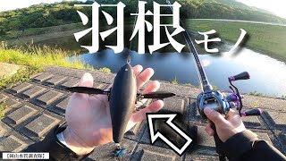 【6月のバス釣り】まずは、”デカダッジ”からスタートしていくと…   羽根モノ　トップウォーター　レイドジャパン　デカダッジ　テキサスリグ　エグチャンク　ベイトタックル