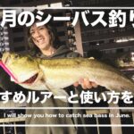 6月のシーバス釣り　おすすめルアーと使い方をご紹介！