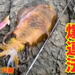 爆裂魔法教えてやる！梅雨イカエギング連発！雨は釣れない？6月の狙うタイミング、狙い方はコレだ【捨て猫成長有り】