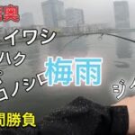 【釣り#60】梅雨の港湾シーバス短時間勝負。