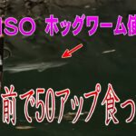 【バス釣り 6月11日】ダイソーホッグワームを使ってたら目の前で50アップが食ってきた