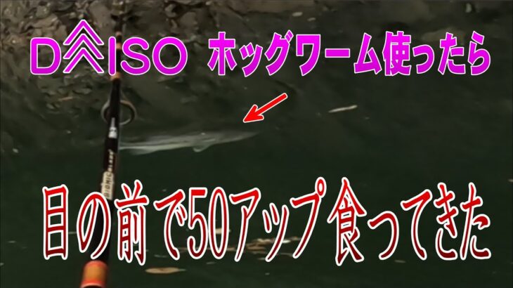 【バス釣り 6月11日】ダイソーホッグワームを使ってたら目の前で50アップが食ってきた