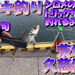 茨城県　久慈漁港　サビキ釣り　6月上旬　2023　シロメを使ったトリックサビキで釣れたよ！　(水中映像)