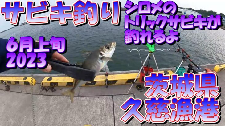 茨城県　久慈漁港　サビキ釣り　6月上旬　2023　シロメを使ったトリックサビキで釣れたよ！　(水中映像)