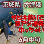 茨城県　大津港　サビキ釣り　6月中旬　豆アジだらけ　2023　(水中動画)