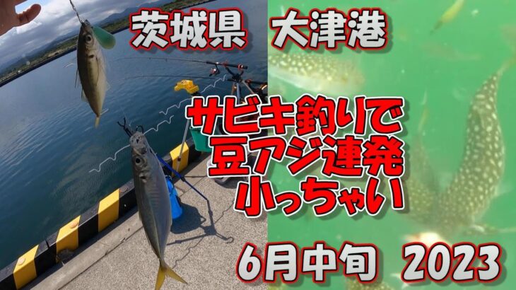 茨城県　大津港　サビキ釣り　6月中旬　豆アジだらけ　2023　(水中動画)