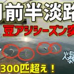 6月前半淡路島サビキ釣り！豆アジ369匹！【淡路島釣り】