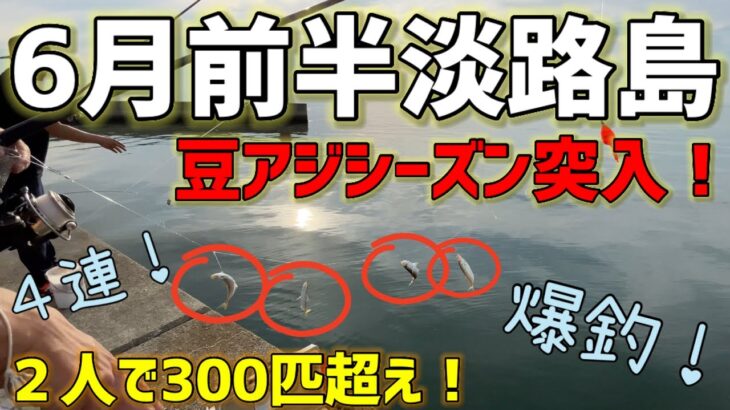 6月前半淡路島サビキ釣り！豆アジ369匹！【淡路島釣り】