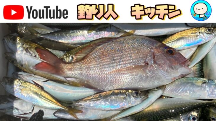 豆アジ、小サバを座って70匹釣った、道具と仕掛けがコレ🎣