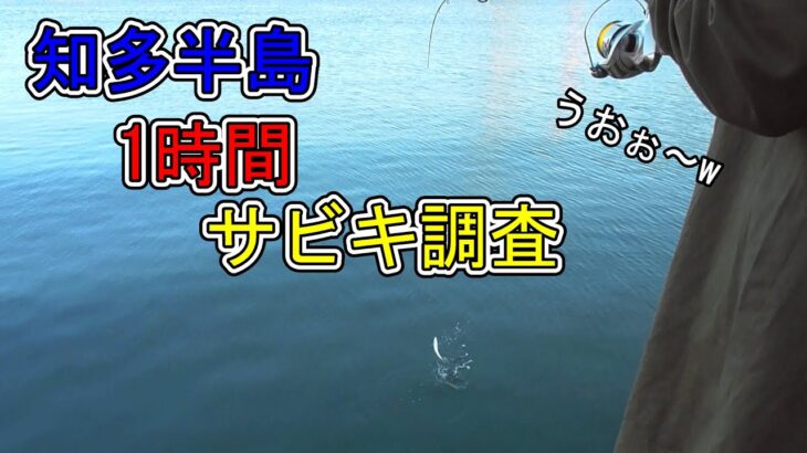 【#85】知多半島でサビキ釣りしたら、奥さんが静かに燃えました（笑）