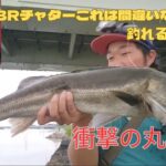 これは釣れる！BRチャターを使ってみんなもシーバス釣りまくってください！【ルアー紹介】