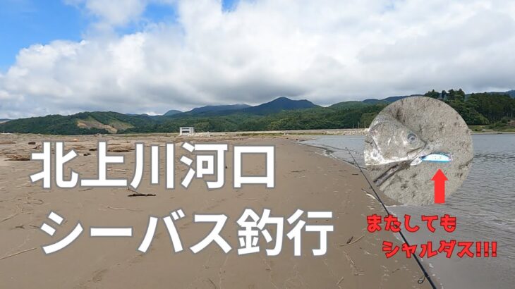 【宮城県シーバス】北上川河口でシーバスGET!!!