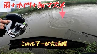 激アツ！雨後水門でシーバスGet！