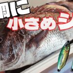 遊漁船で学ぶ乗っ込み真鯛ライトジギング！魚種豊富な初夏の仙台湾！【釣行No.045】