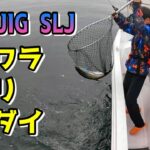 【SLJ】6月の宮島裏❗ライズジグ縛りで狙うサワラ・ハマチ・マダイ‼️広島スーパーライトジギング❗Let’s go fishing in Hiroshima Miyajima🎣🇯🇵