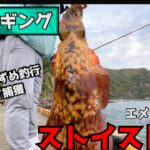 黒島エギング　春烏賊終盤戦　ストイストSTで実釣(夕まずめ編)