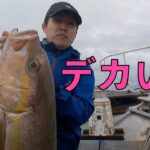 【カンパチジギング】このジグだった！浅場のヒレナガカンパチをスロージグで仕留める！【小笠原 父島 ぎょうてん丸】Slow Deep Amberjack Jigging