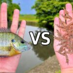 エビ VS ブルーギル – どっちが釣れるか対決したらやっぱり〇〇が最強過ぎた!!