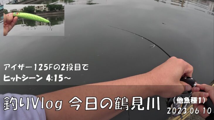 シーバス釣りVlog 今日の鶴見川 2023年6月10日（他魚種1）アイザ―125Fの試投。2投目でヒットしたのは、、